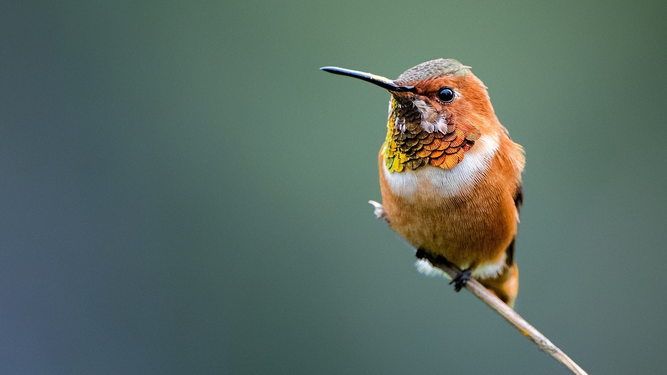 Маленькая птица колибри сидит на ветке 
