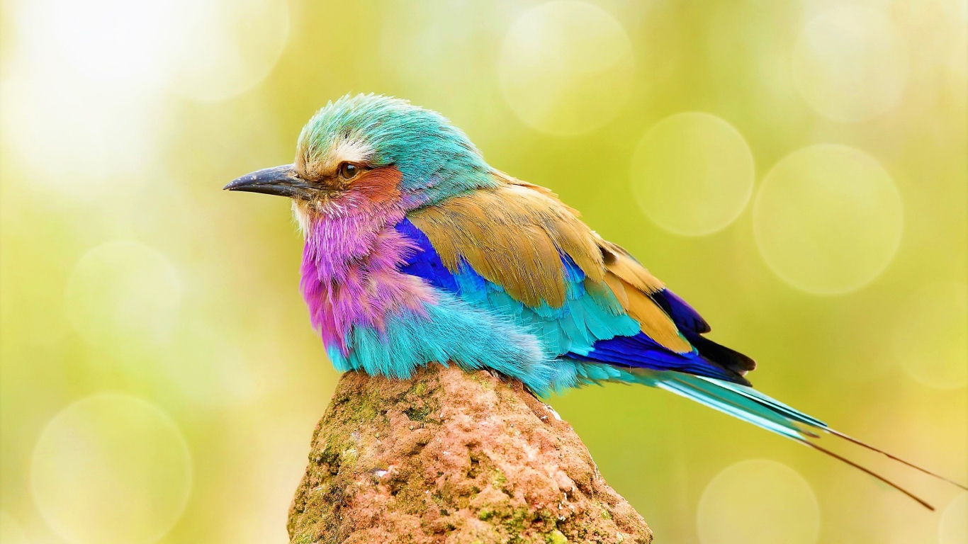 Маленькая разноцветная птичка сидит на камне