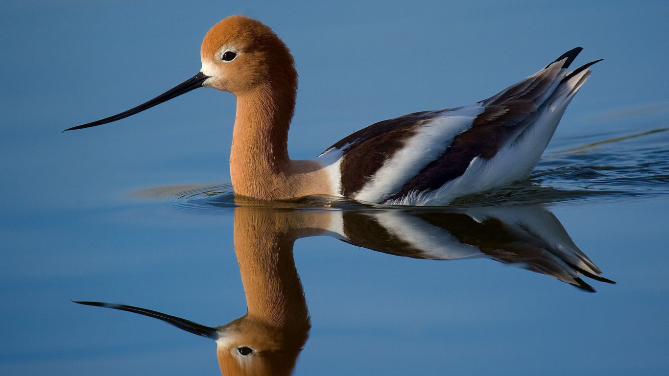 Красивая птица Американская шилоклювка отражается в воде 