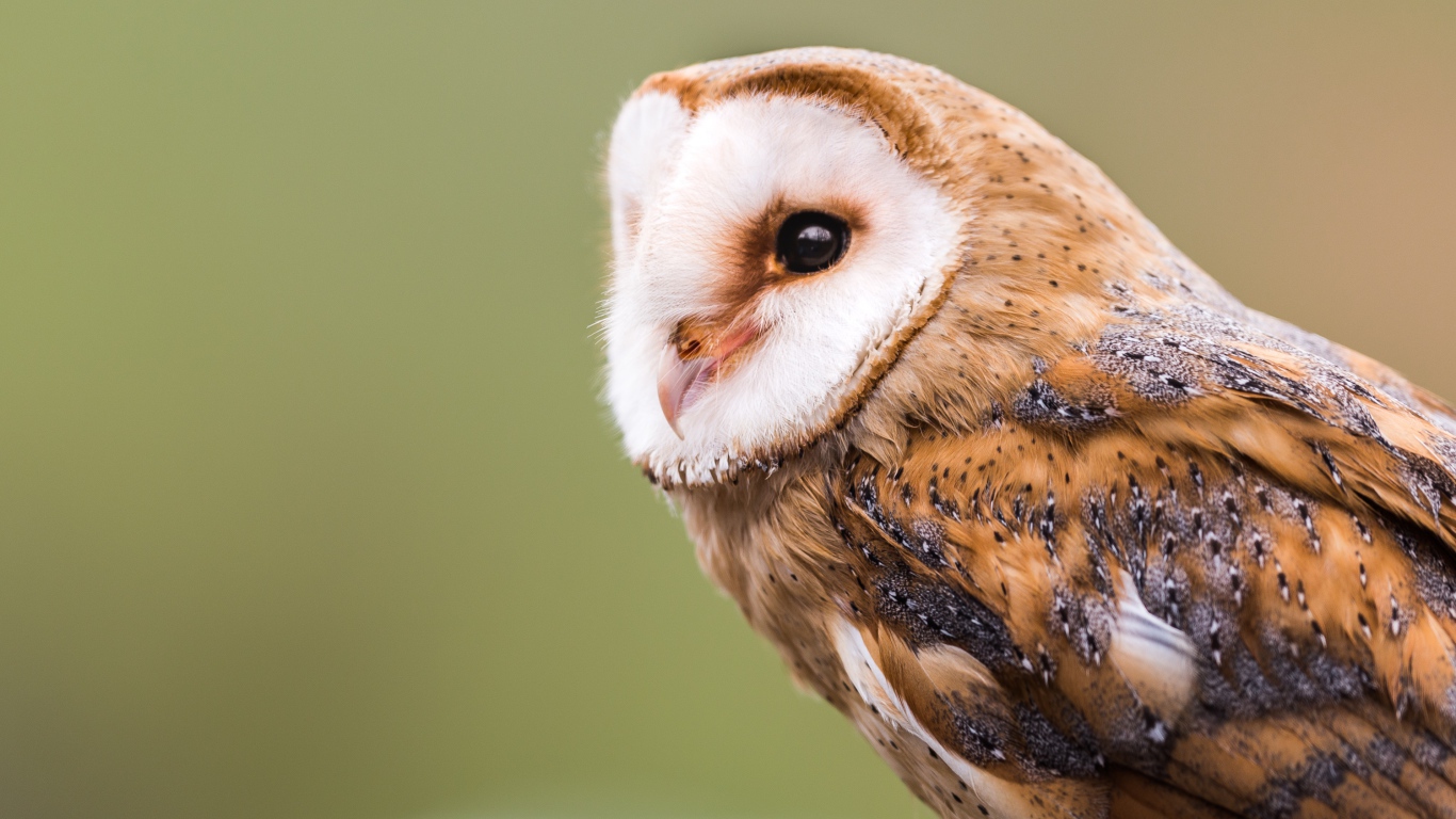 Большая красивая сова крупным планом