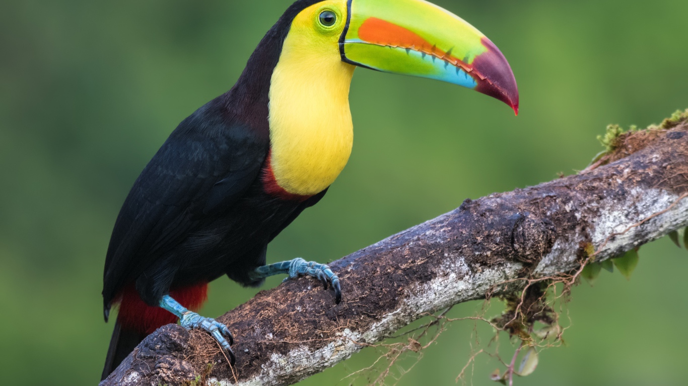 Большая красивая птица тукан сидит на ветке