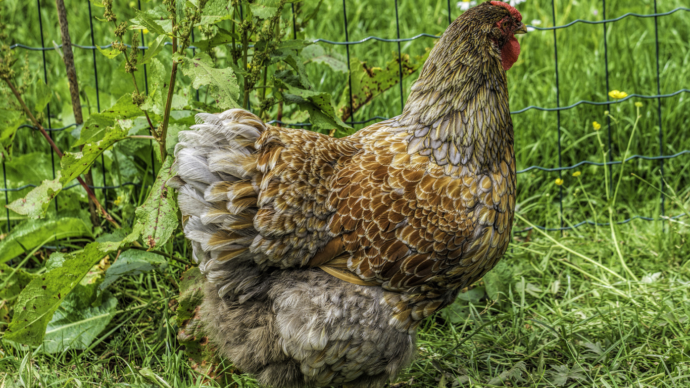 Большая домашняя курица на зеленой траве  