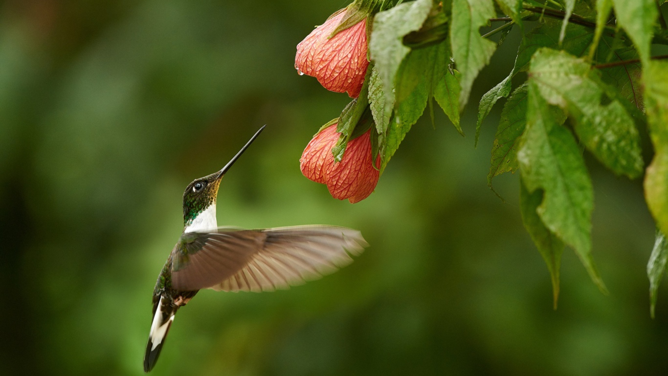Птица колибри собирает нектар с красного цветка