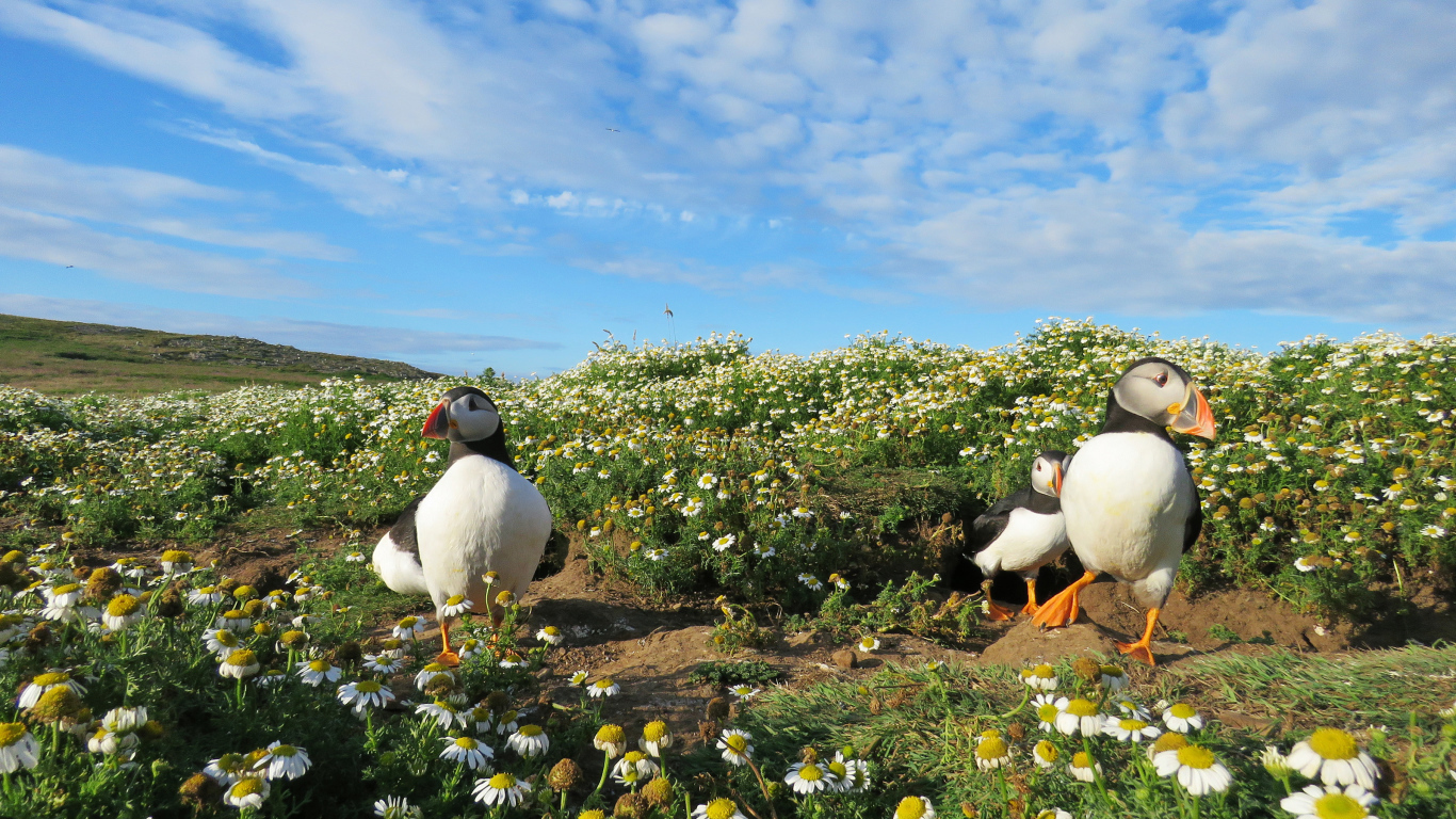 Птицы тупики на ромашковом поле под голубым небом