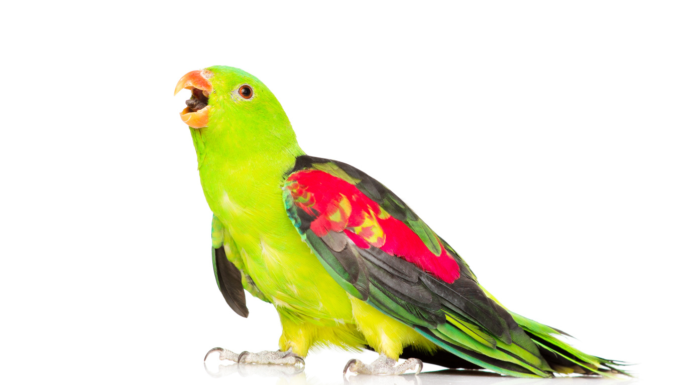 Зеленый попугай с разноцветными крыльями на белом фоне