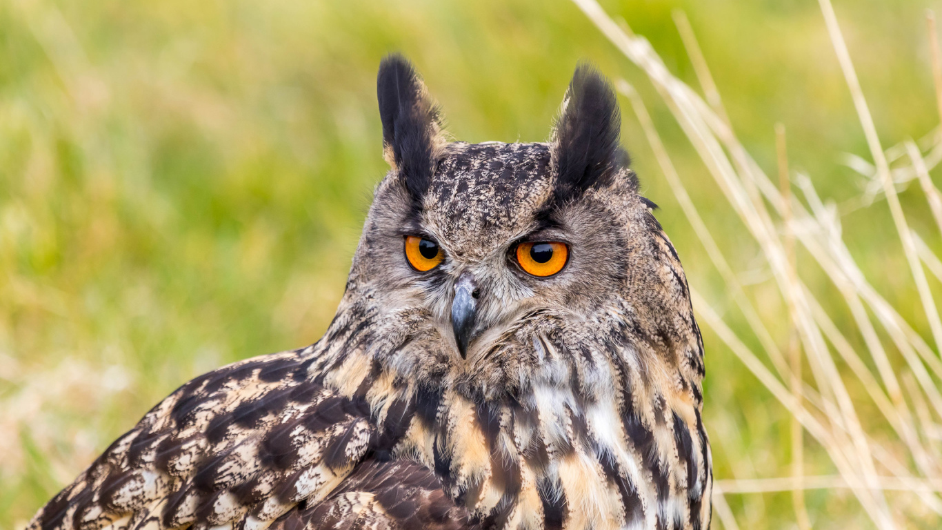 Большая ушастая сова с желтыми глазами