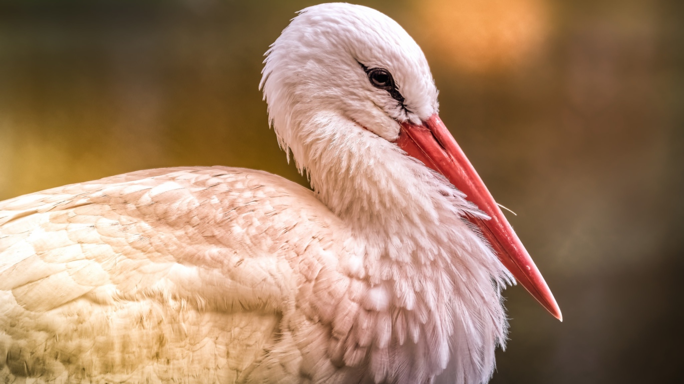 Большой белый аист с красным клювом 