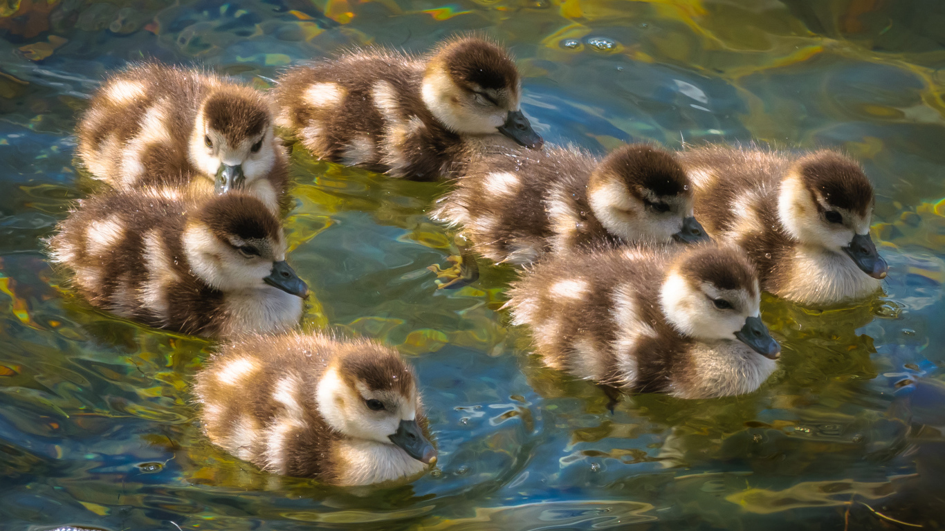 Маленькие утята плывут по воде
