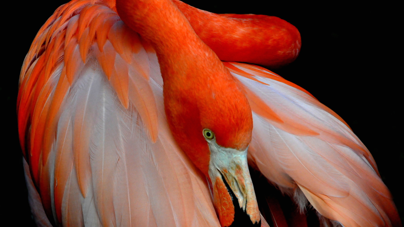 Розовый фламинго прячет голову под крыло 