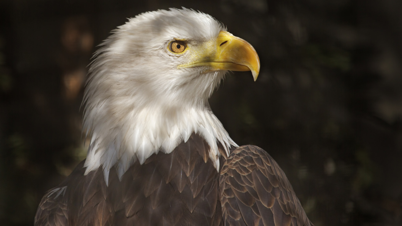 Хищный белоголовый орлан 