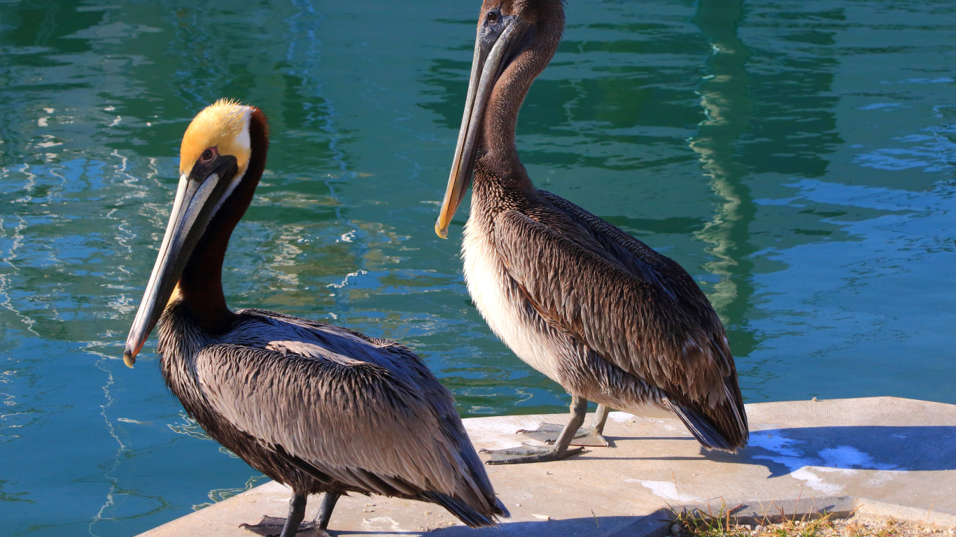 Два больших серых пеликана стоят у воды