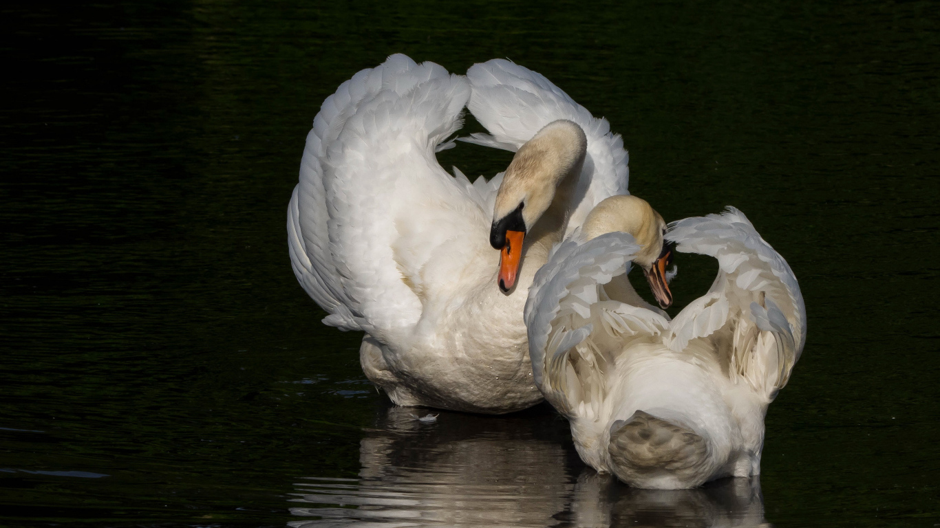Два белых лебедя в водоеме