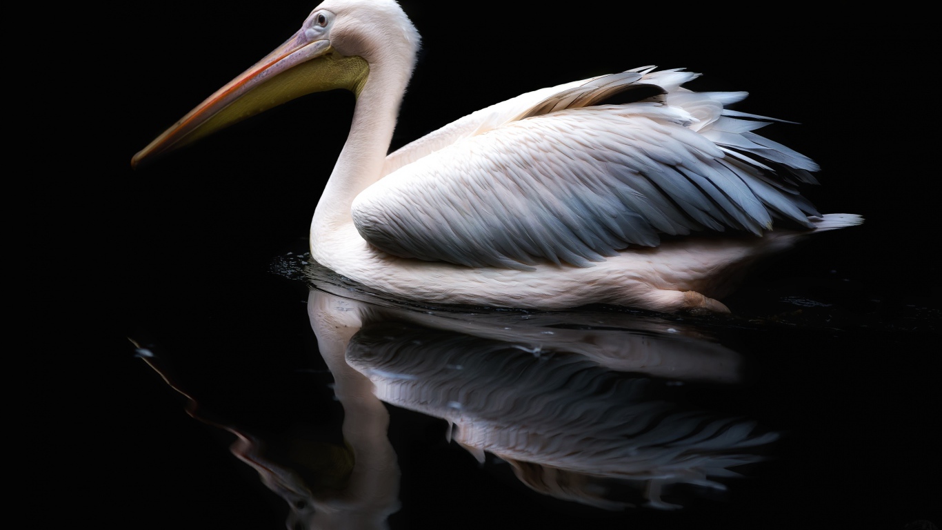 Белый пеликан отражается в воде на черном фоне