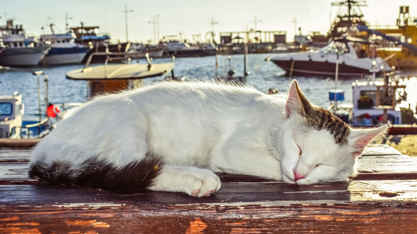 Кот спит под солнцем на лавке в порту