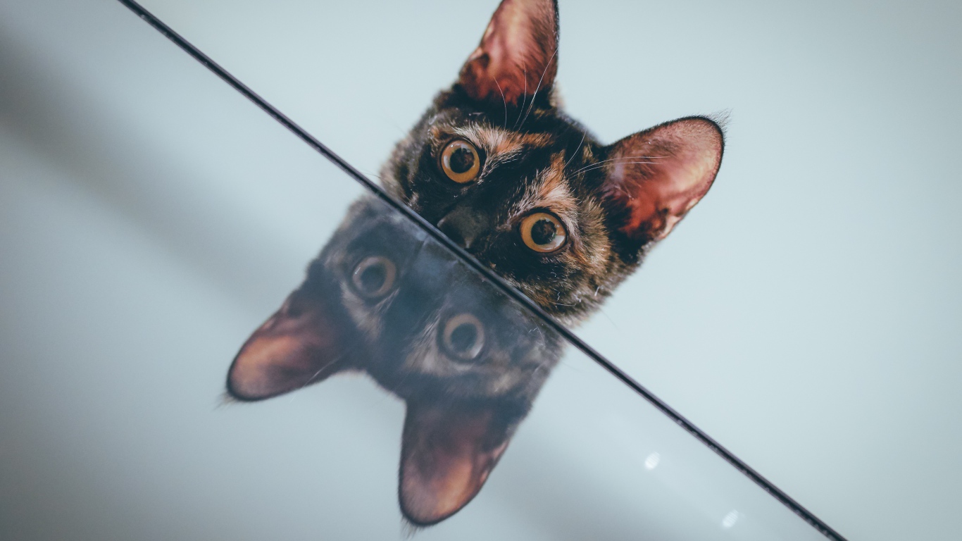 Любопытный кот отражается в поверхности стола