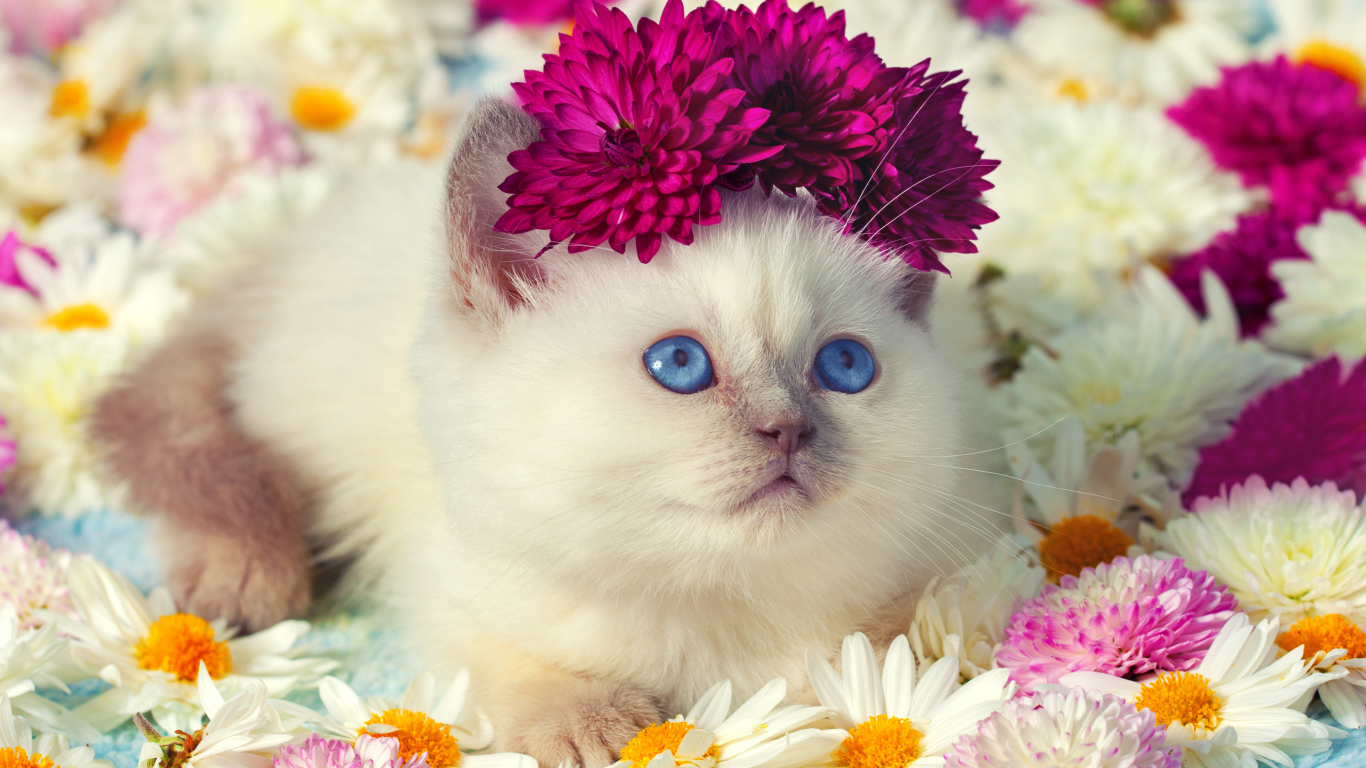 Милый маленький котенок в цветах хризантемы