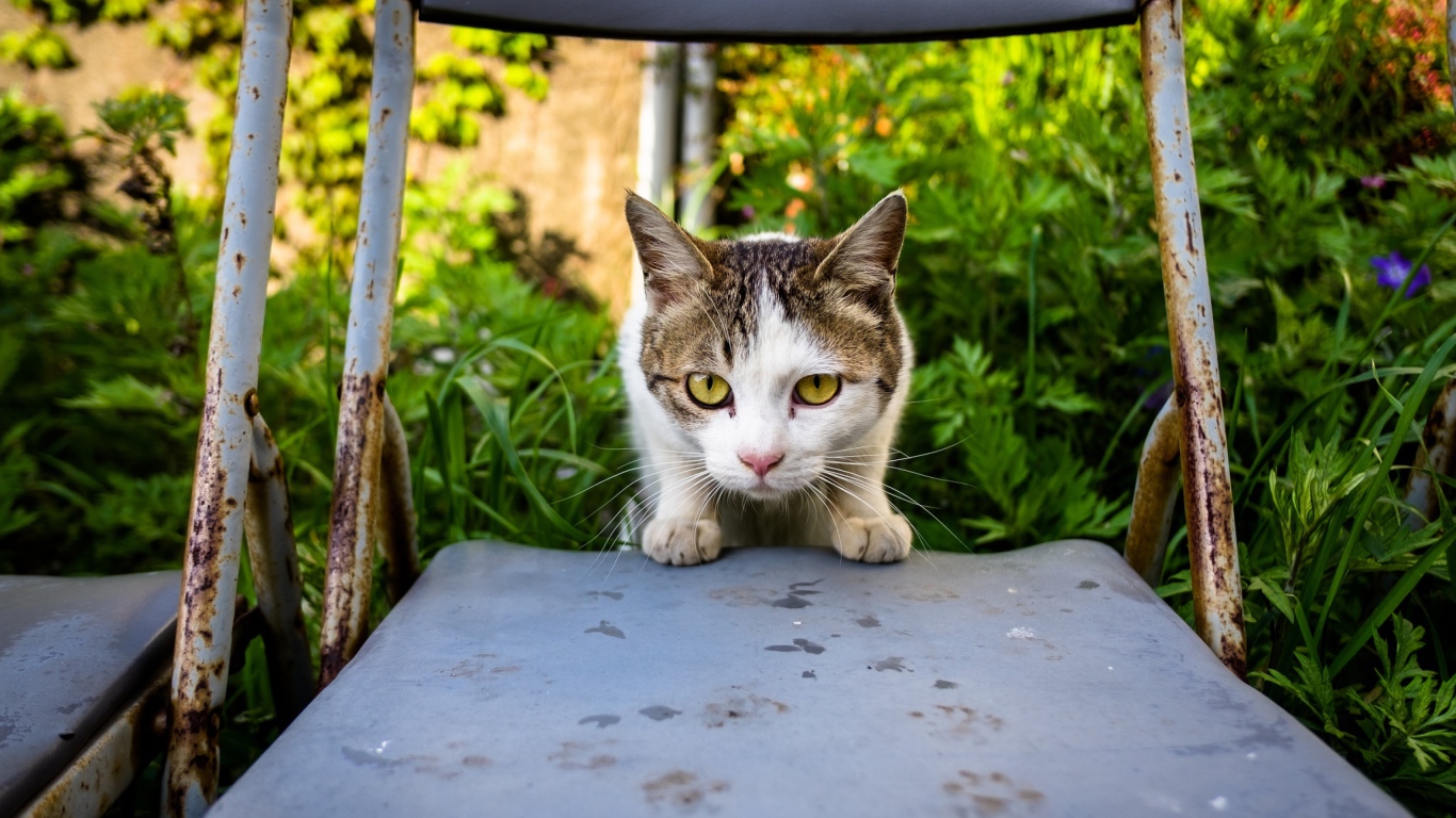 Испуганная кошка сидит на стуле