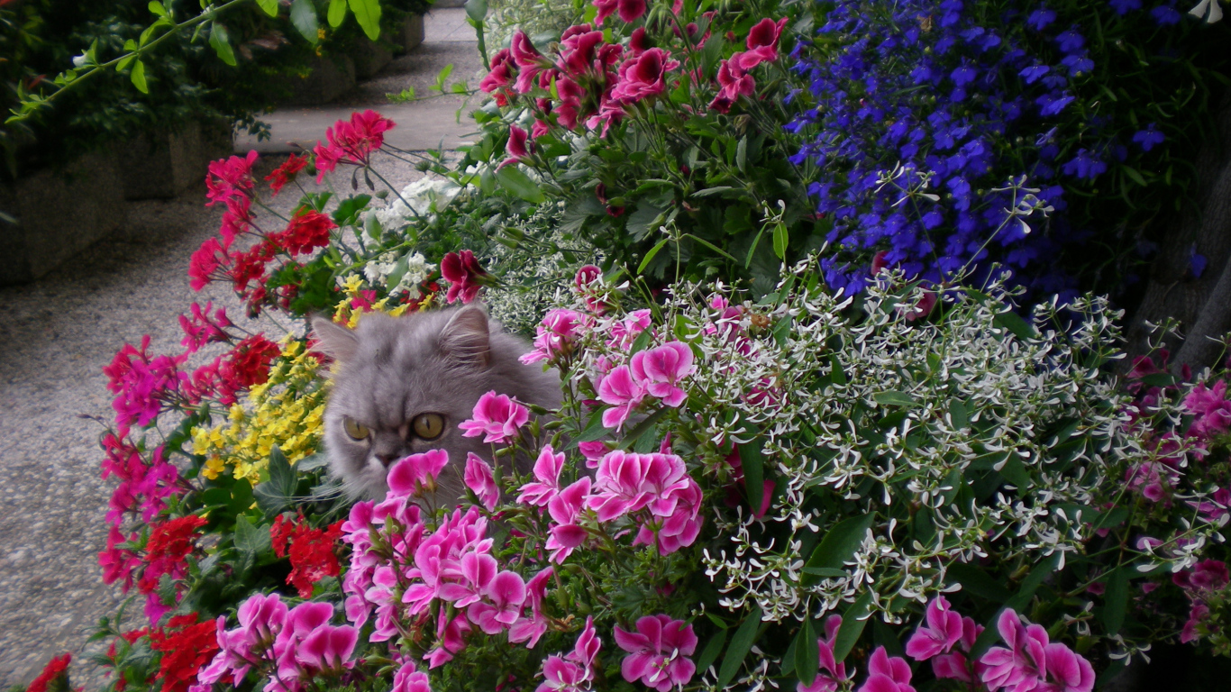 Серый кот прячется в цветах герани