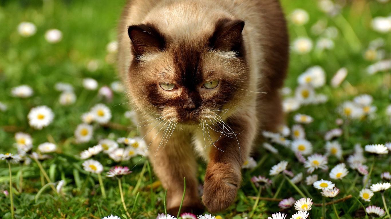 Большой сиамский кот идет по белым цветам маргариткам