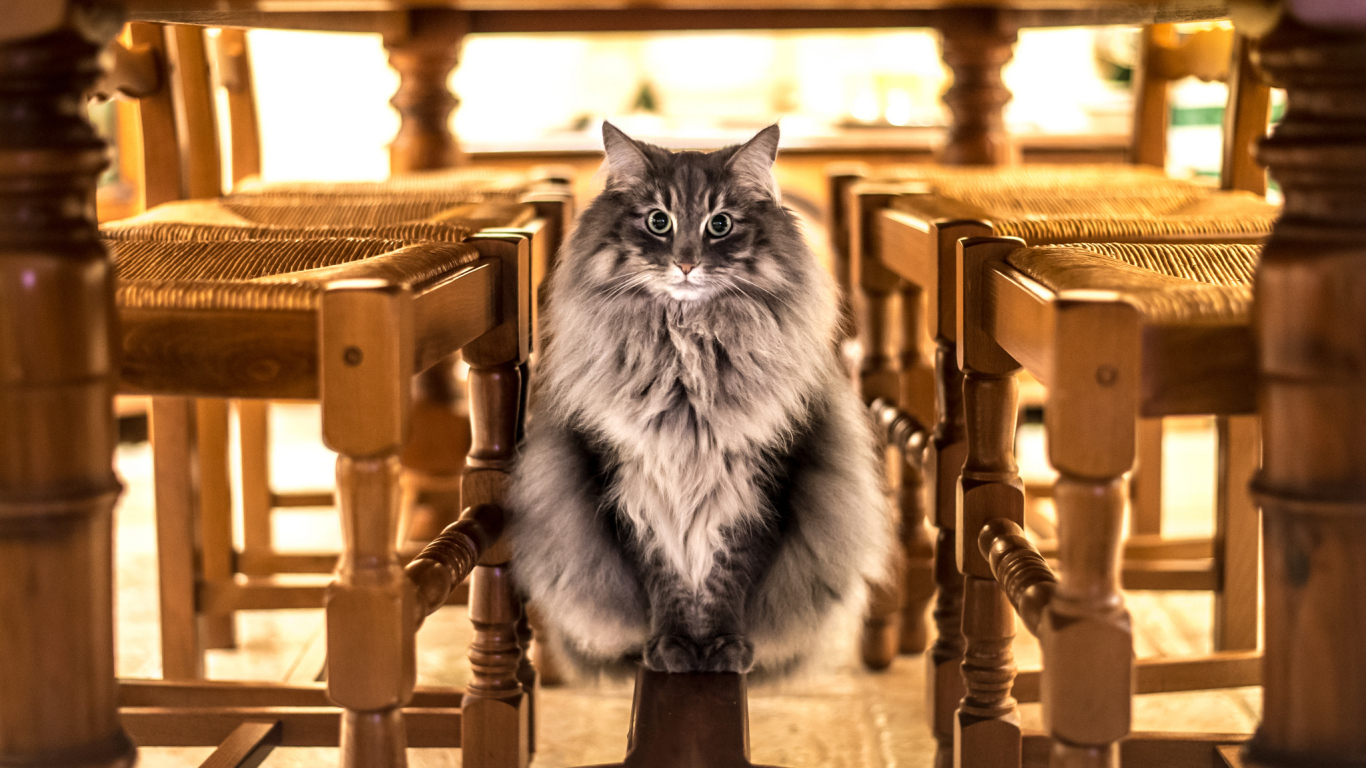 Большой серый кот сидит под столом 