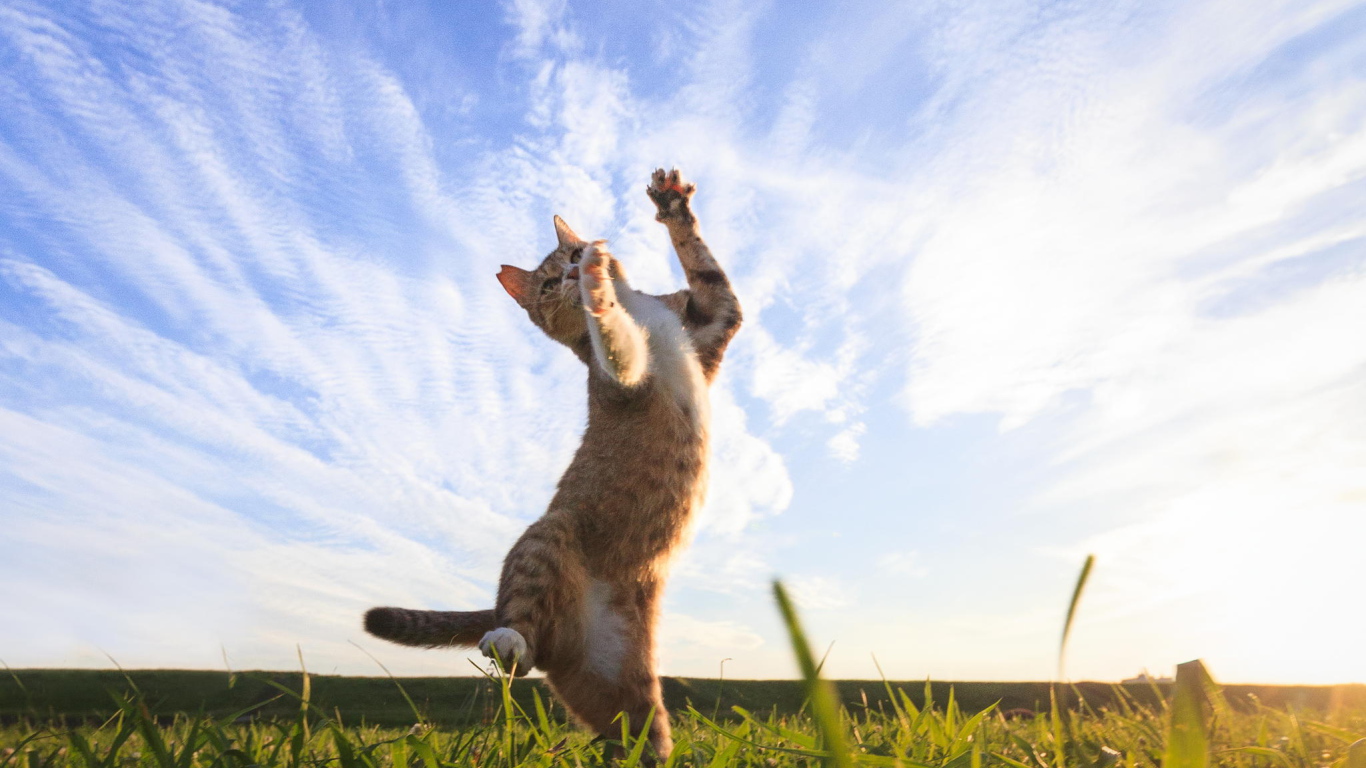 Рыжий кот играет на зеленой траве под красивым небом