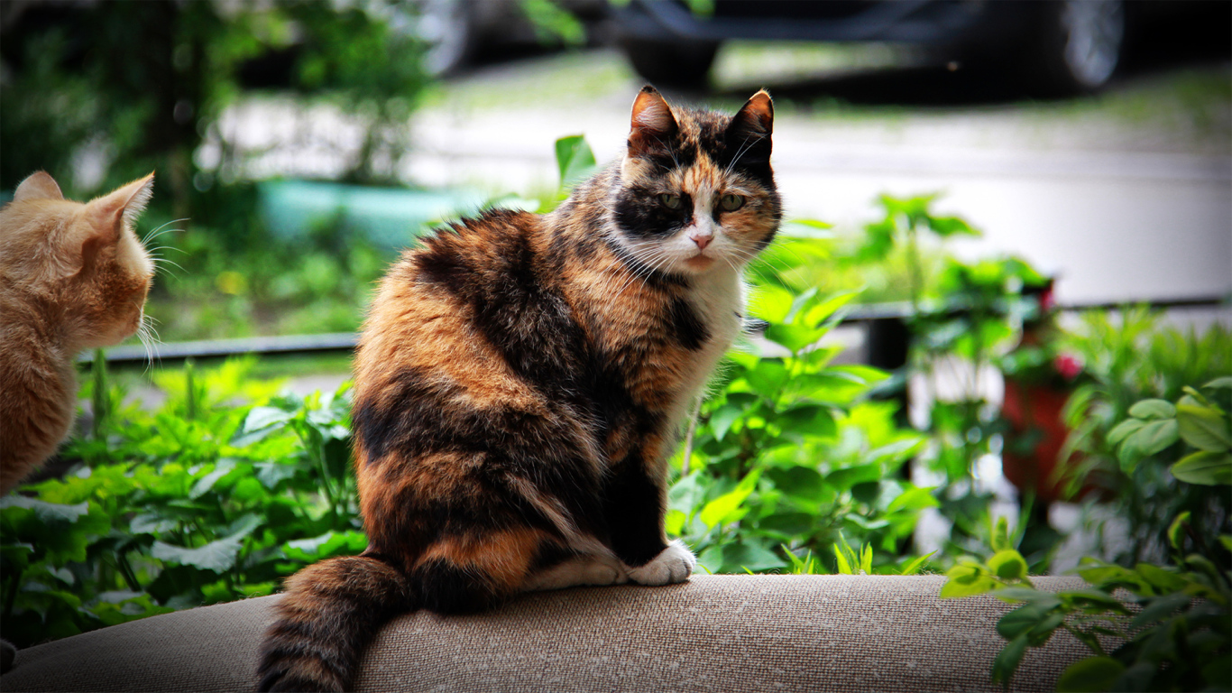 Красивая домашняя трехцветная кошка