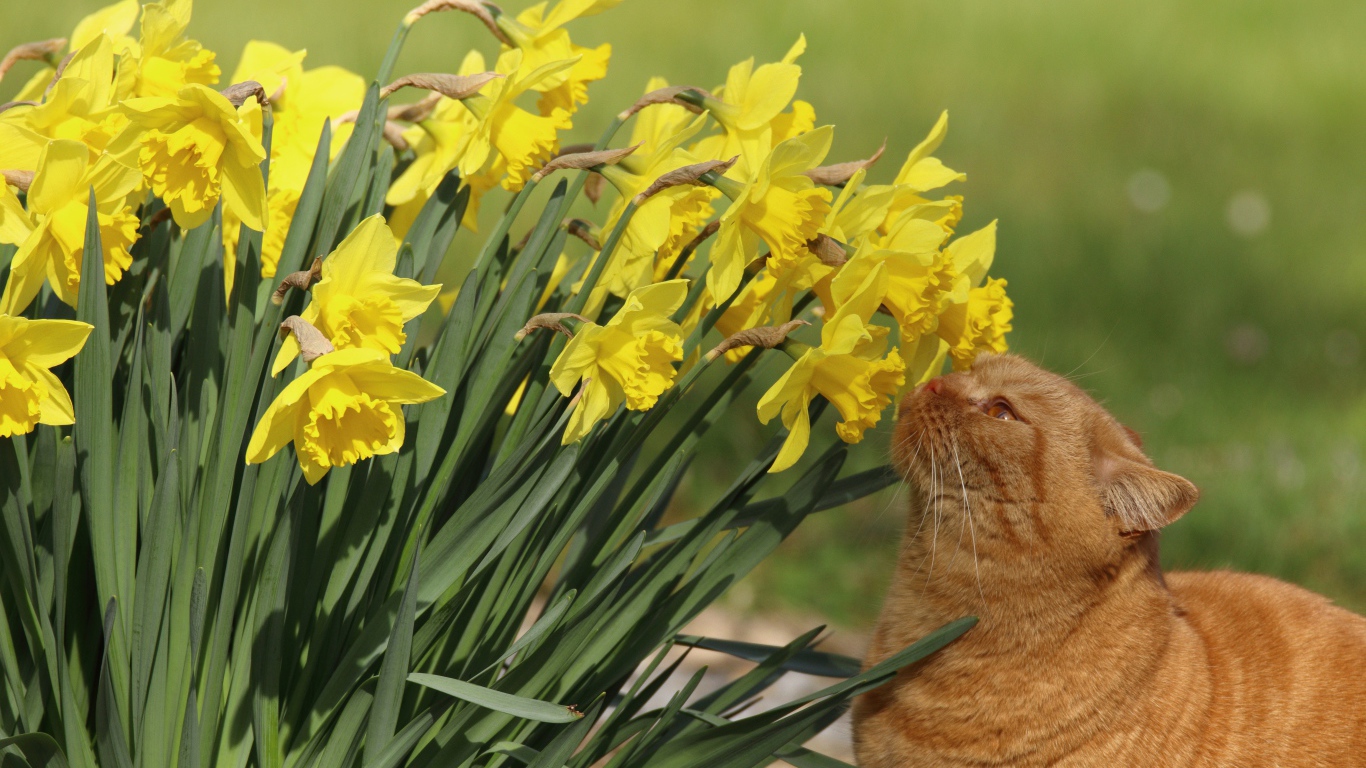 Красивый рыжий кот нюхает желтые нарциссы на клумбе