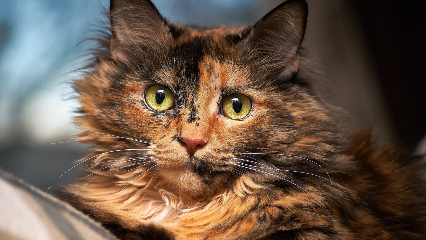 Красивая трехцветная кошка с большими зелеными глазами 