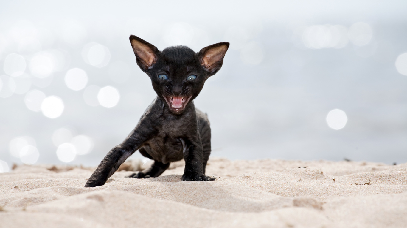 Черный котенок породы Корниш-рекс на песке