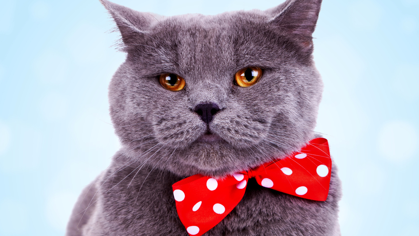 Серый британский кот с большим красным бантом в горошек