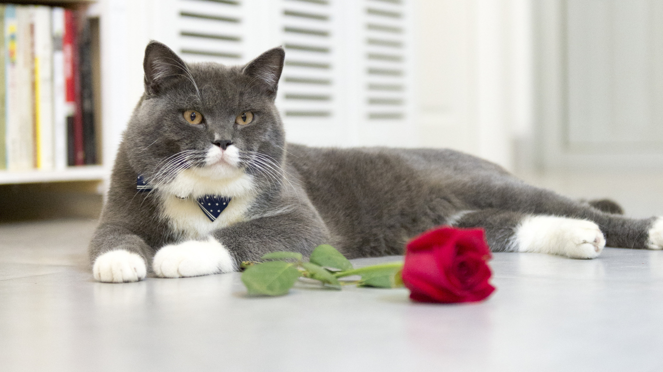 Серый кот лежит на полу с красной розой