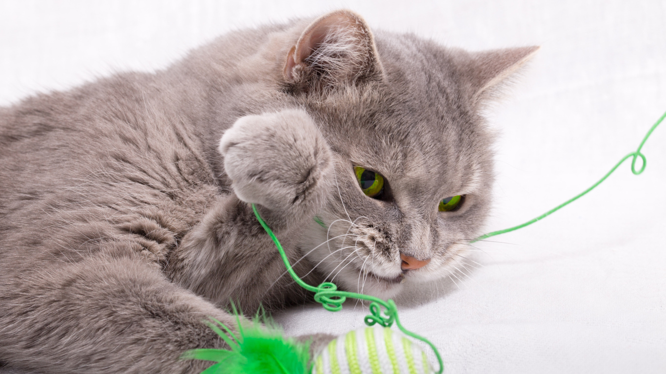 Серый зеленоглазый кот играет с игрушкой на белом фоне