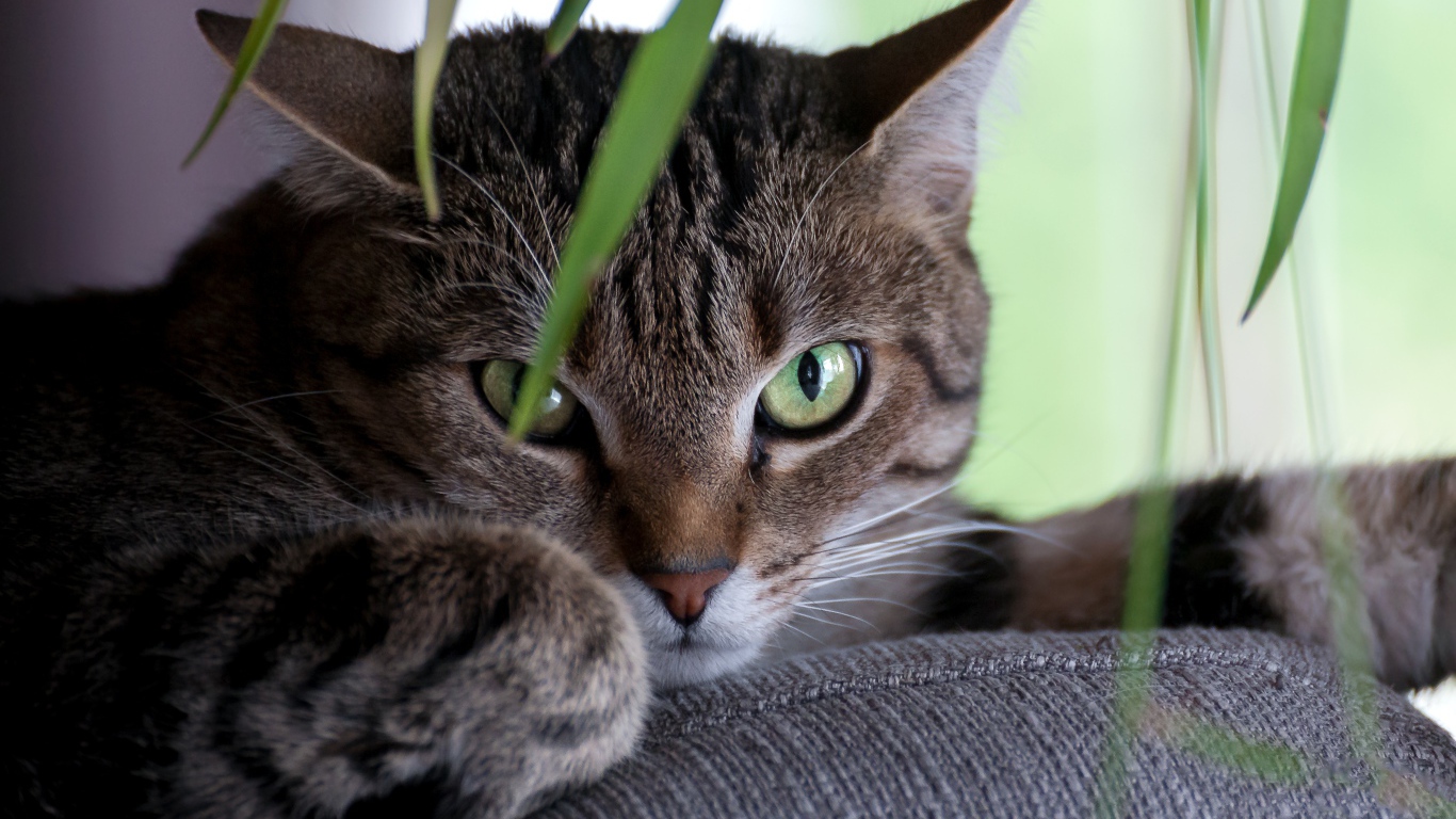 Зеленоглазый серый кот лежит на диване