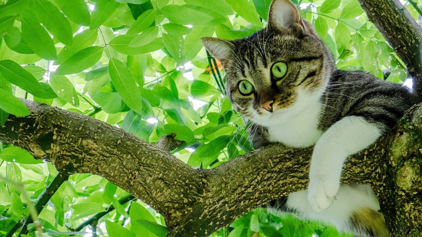 Серый кот с зелеными глазами сидит на ветке 