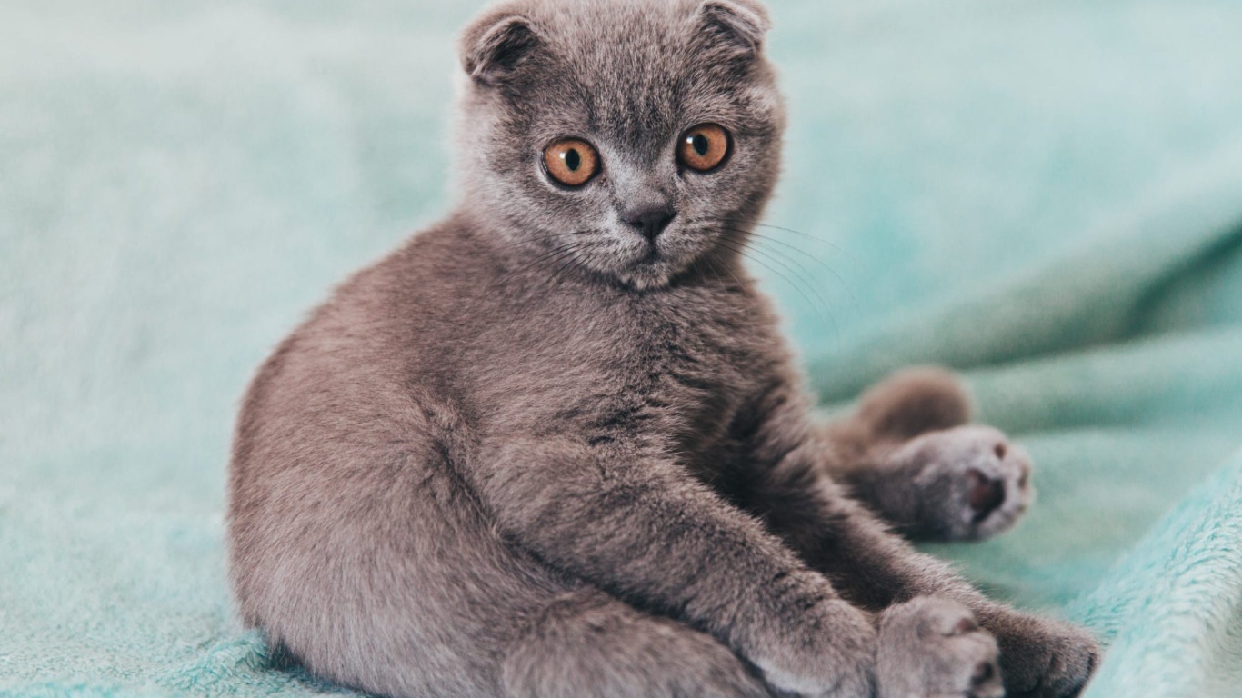 Маленький котенок британец  сидит на покрывале 