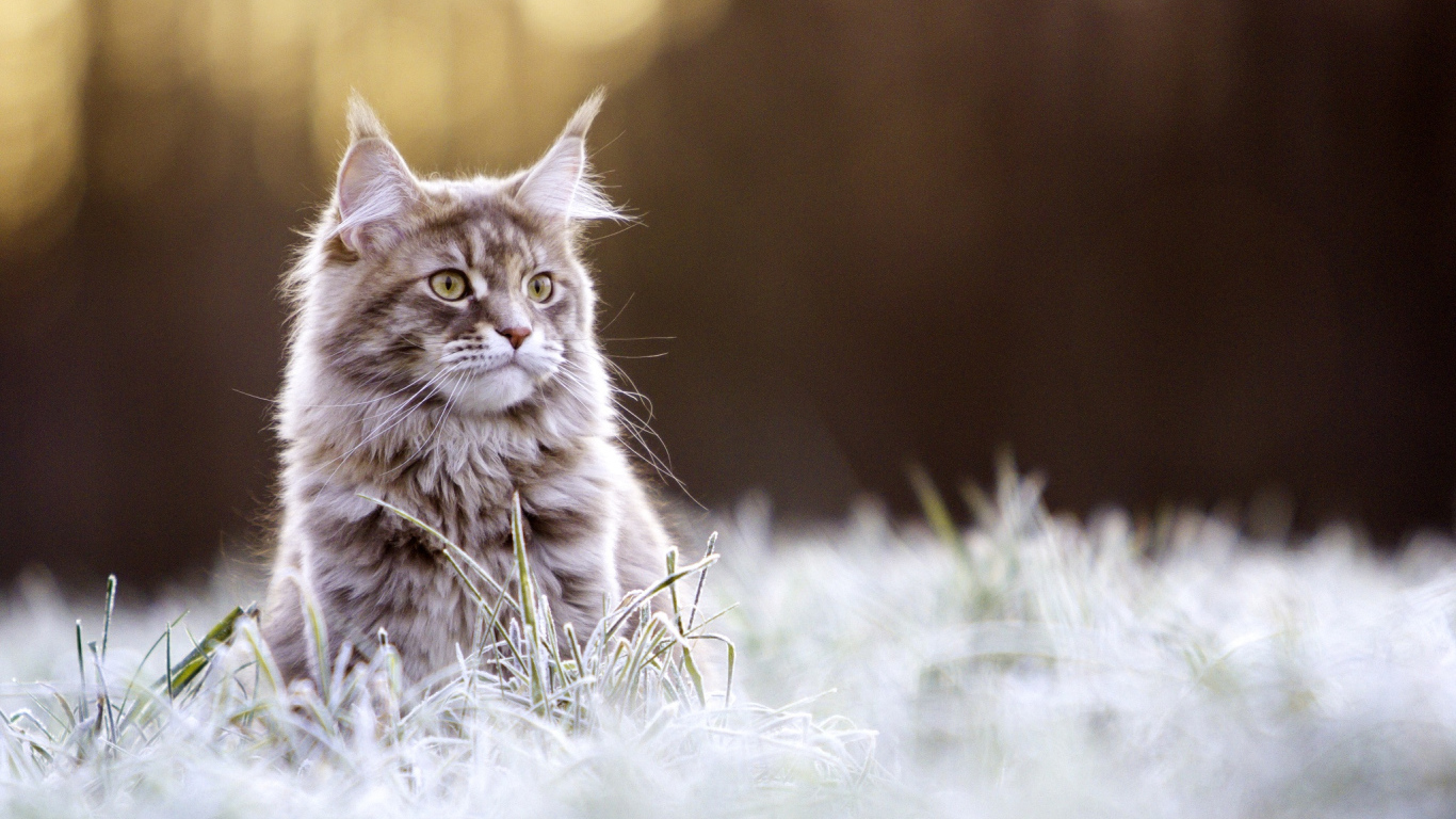 Рыжий кот породы Мейн-кун сидит в покрытой инеем траве