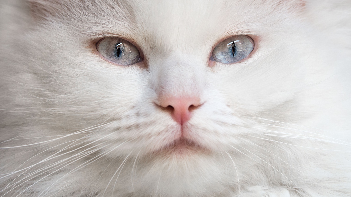 Морда красивого белого кота с голубыми глазами