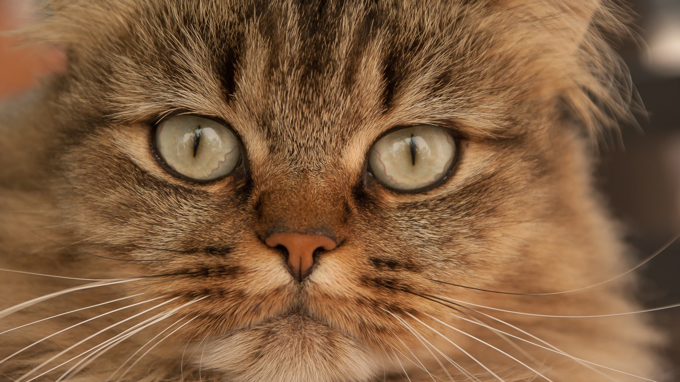 Морда большой пушистой серой кошки