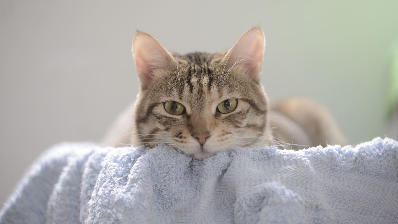 Морда серого кота с умным взглядом  