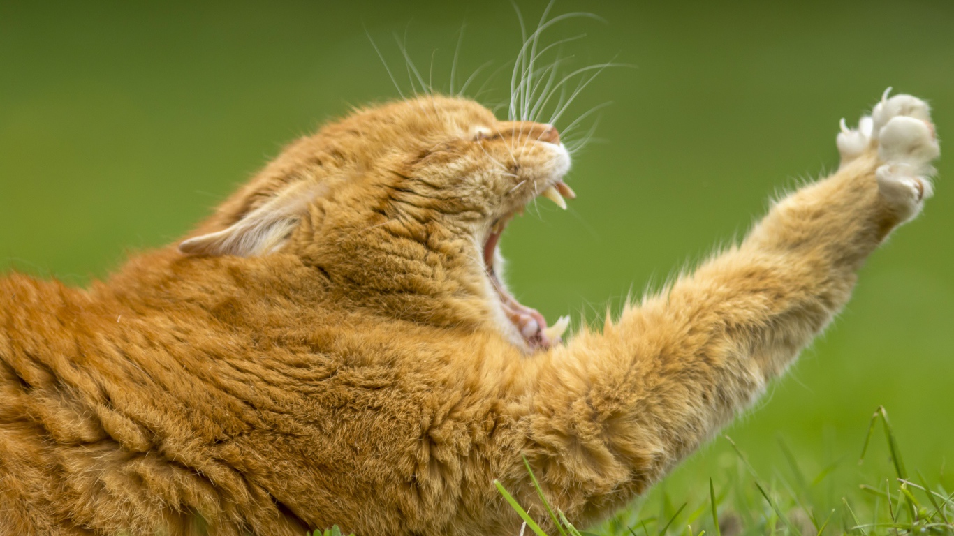 Рыжий зевающий кот на зеленой траве