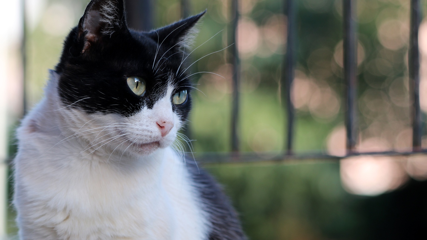 Серьезный взгляд красивого зеленоглазого черно-белого кота