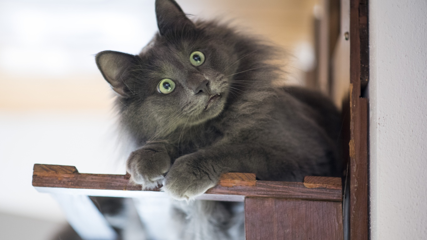 Удивленный взгляд зеленоглазого серого кота