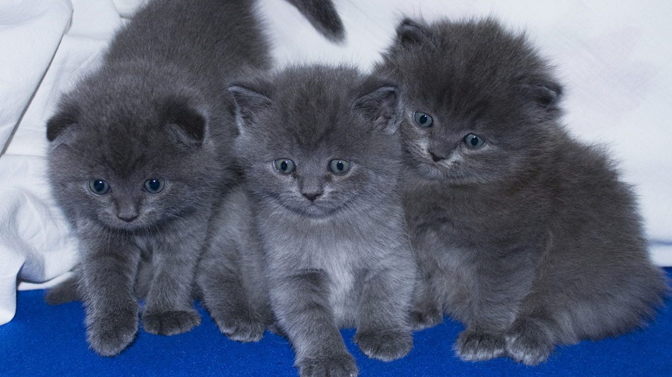 Три маленьких забавных серых котенка 