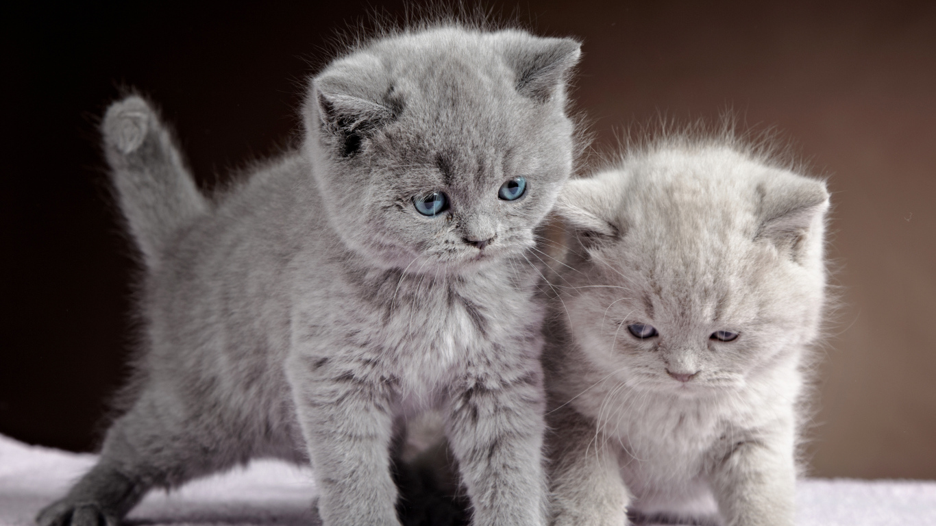 Два милых котенка британца