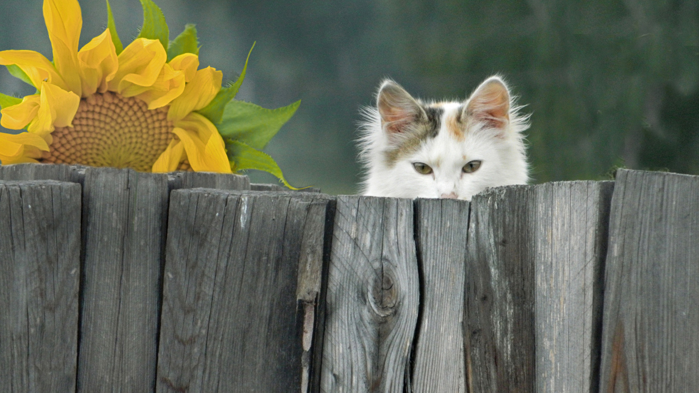 Белый кот выглядывает из-за забора