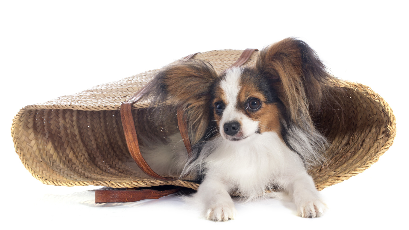 Собака чихуахуа лежит в соломенной корзинке на белом фоне