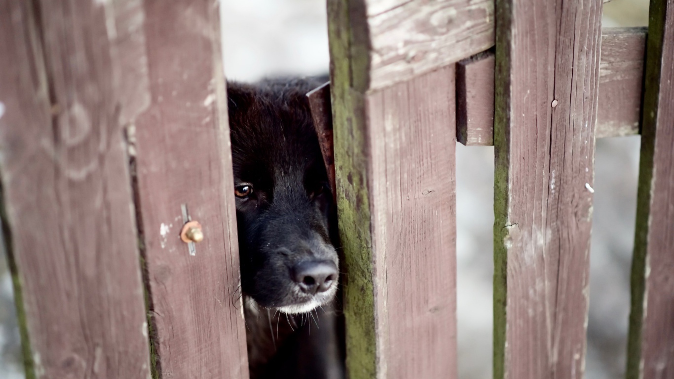 Любопытный черный пес заглядывает в щель в заборе