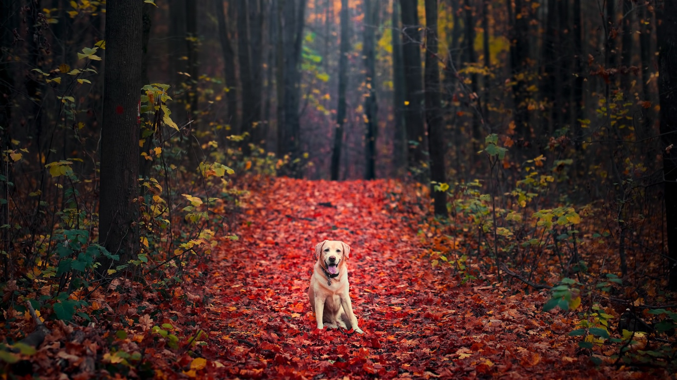 Собака породы золотистый ретривер сидит на желтой листве в лесу осенью