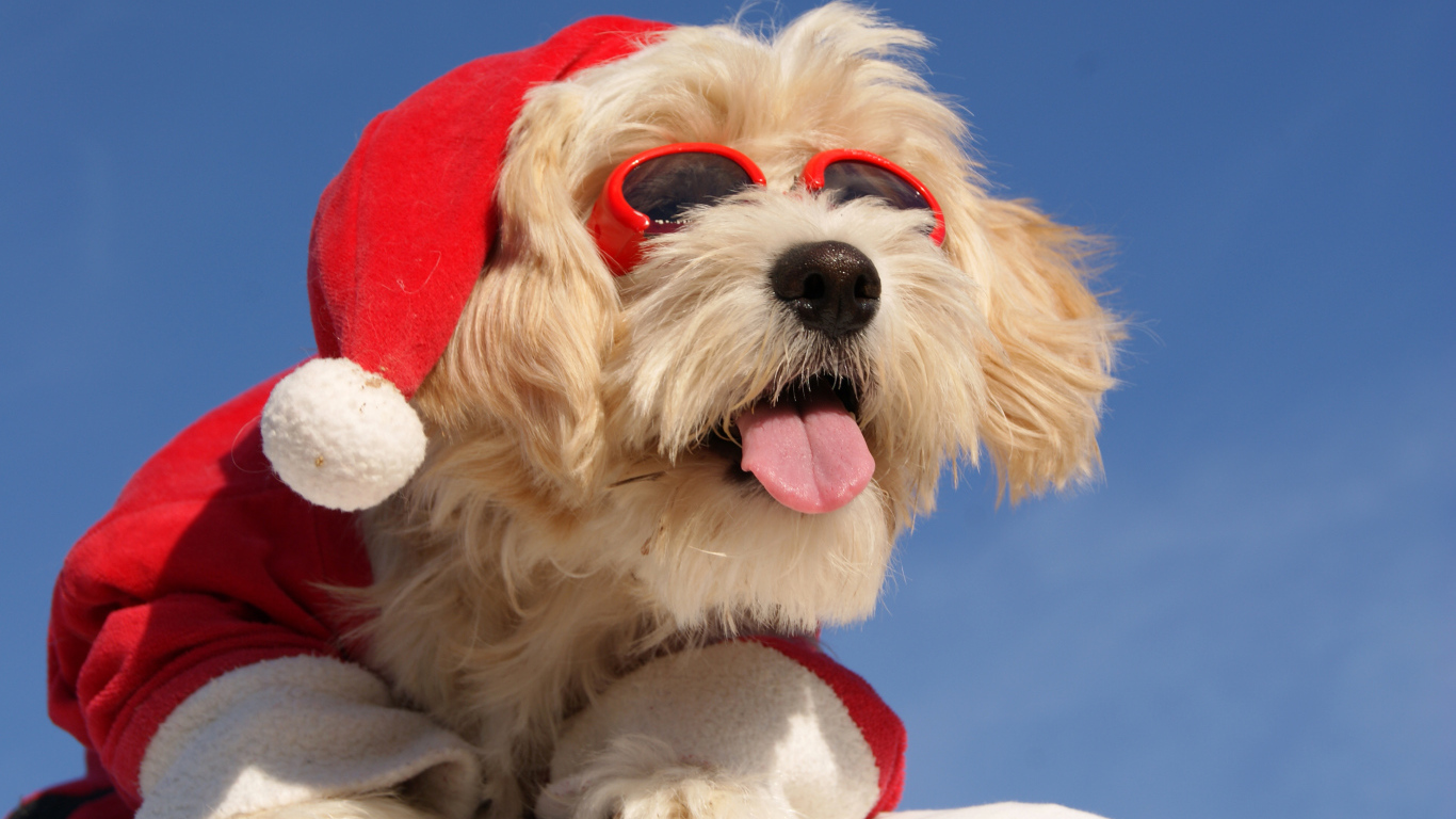 Собака в костюме Санты с высунутым языком в солнечных очках