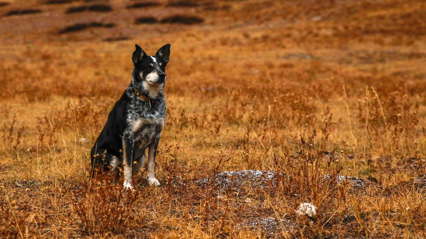 Собака с умной мордой сидит на сухой траве